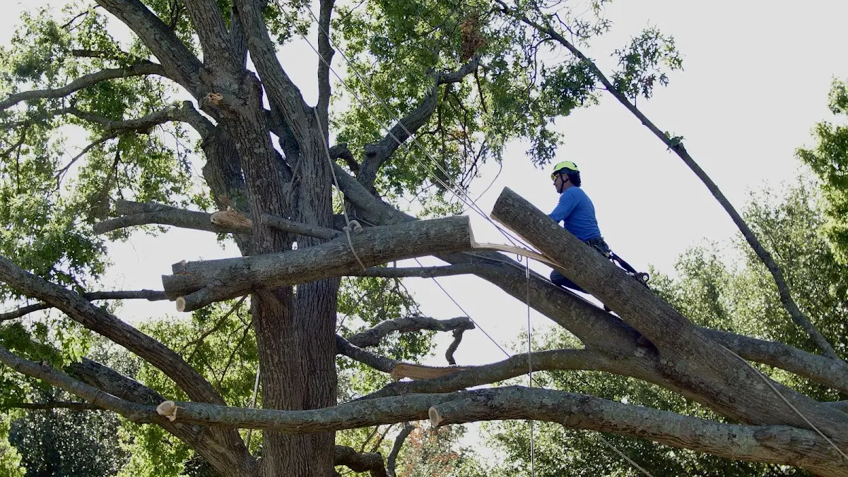 Professional Hazardous Tree Removal performed by certified arborists in Mayo